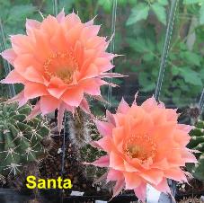 EP-H. Santa.4.1.jpg 